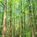 ＜급벙＞ 6월15일 일요일 11:00AM 안산자락길 트레킹 + 강고집 맛집(2시) 이미지