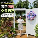 공주수국축제 늦지않았다! 유구색동수국정원 아이랑 충남 공주 가볼만한곳