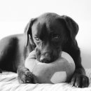 24시 아이동물메디컬센터 이미지