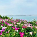 5월=고흥 작약 꽃밭&#39;고흥 작약 꽃밭 근처 맛집 2곳 이미지