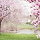 봄꽃체험코스 이미지