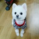 라뽀독