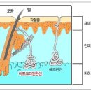 듀얼 다이나믹 액취증 치료[에이블 성형외과] 이미지