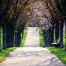 밤나무곡 이미지