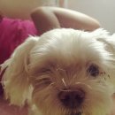 전영호 동물병원 이미지