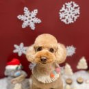 강아지 미용 이미지