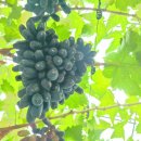 자자 농장 이미지