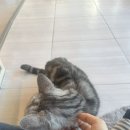 아가마미 고양이카페 이미지