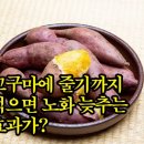 고구마에 줄기까지 먹으면 노화 늦추는 효과가? 이미지