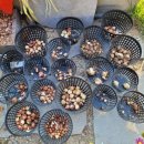 카사미아 이미지