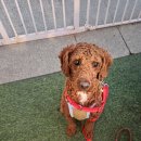 5959애견동반펜션 이미지