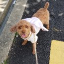 꼬망이펫샵 이미지