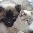 y동물병원 이미지