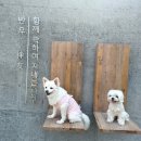 빌라반우 이미지