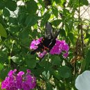 단풍펜션 이미지