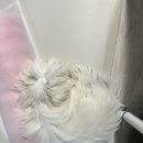 킨더그루밍 | [쩡이] 말티즈 첫 배냇미용 공덕 킨더그루밍 후기