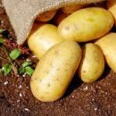 감자수북 이미지