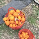 드림농원 민박 이미지