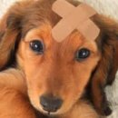 24시김승현외과동물메디컬센터 이미지