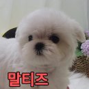 쓰담쓰담애견샵 이미지