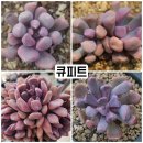 큐피트 - 시흥시 | 큐피트
