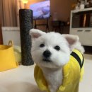 왈왈미용실 이미지