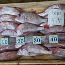 남경칼치 이미지