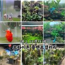 초록1세천 | 대구 이색카페 아이랑 가기 좋은 다사 물멍 힐링 맛집 트라이톤 플랜트갤러리