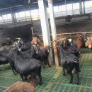 흑염소농장 이미지