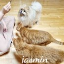 꾸메까까 | 꾸메까까 강아지 케이크.강아지 건조간식 .강아지 쿠키 고양이들도 좋아한다옹