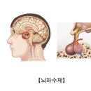 커비짐무제한PT 네이버블로그