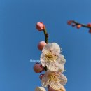 매화 | 경남 진주매화숲 방문 후기｜개방기간 위치 주차 정보