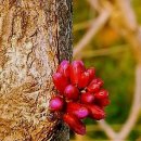 군자농장 이미지