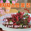 오렌지자스민 키우기 쟈스민 열매 씨앗발아 쉬운 번식(+꽃향기) 이미지