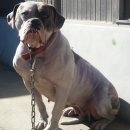 아델리오 이미지