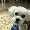 말티와푸들이사는집 이미지