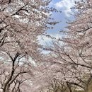 노량나루터 공원 | 경남 3월 4월 꽃구경 남해 벚꽃 개화시기 벚꽃 명소...길, 남해대교 노량공원 나루터휴게소, 다랭이마을...