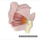 관절내시경수술- 어깨 외회전근개 파열 이미지