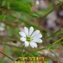 벼룩나물 이미지