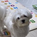 동그리아 이미지