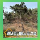선산 부러진 소나무 벌목 벌채