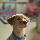 아기강아지 이미지