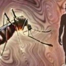 [사이언스타임즈] 모기만 골라 죽이는 살충제가 있다? 이미지