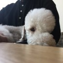 퍼피해븐 이미지