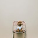 절세미견 | 해운대 셀프 스튜디오 디퍼 후기