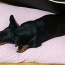 뿌리네 애견샵 이미지