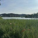 꽃보다 사랑 | 🌸가평 자라섬 꽃페스타 2025 후기｜입장료, 포토존, 지역사랑상품권 혜택까지!