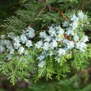 측백나무(Oriental arborvitae) 이미지