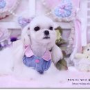 프린세스 말티즈 이미지