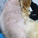 몽이묭실 이미지